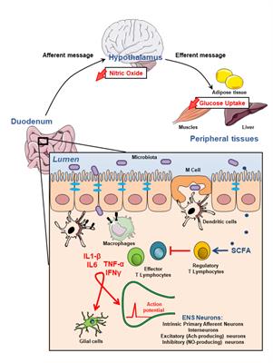 Inflammation and Gut-Brain Axis During Type 2 Diabetes: Focus on the Crosstalk Between Intestinal Immune Cells and Enteric Nervous System